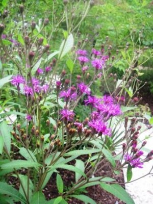 Ironweed